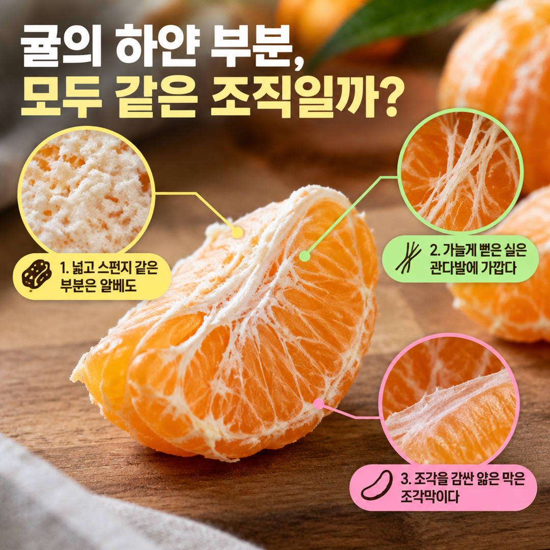 하얀 실 관련 본문 설명 이미지 1
